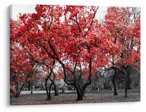 Kép - vörös fák, Central Park, New York (70x50 cm)