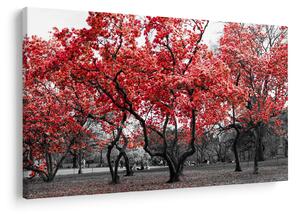 Kép - vörös fák, Central Park, New York (90x60 cm)