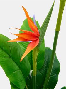 Sinsay - Dísznövény – strelitzia - zöld