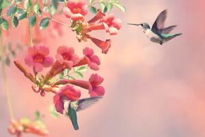 Tapéta kolibri madár