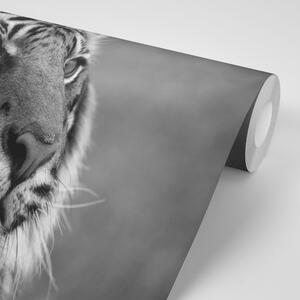 Öntapadó fotótapéta bengáli tigris fekete fehérben