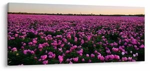 Kép - lila tulipánok rétje (120x50 cm)