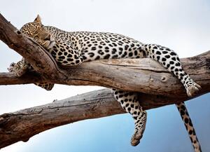 Fotográfia Leopard Lying in Tree Against Blue, Vicki Jauron, Babylon and Beyond Photography