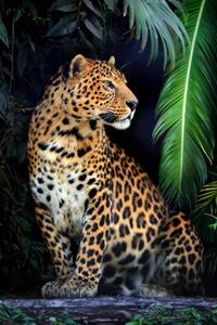 Fotográfia Close young leopard portrait in jungle, Byrdyak