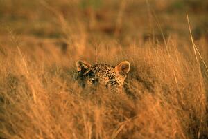 Fotográfia Leopard (Panthera pardus) hiding in grass, Africa, Martin Harvey