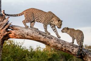 Fotográfia A mother leopard, Panthera pardus, walks, Mint Images