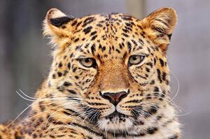 Fotográfia Portrait of Amur leopard, Picture by Tambako the Jaguar