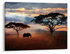 Kép - Serengeti Nemzeti Park, Tanzánia, Afrika (70x50 cm)