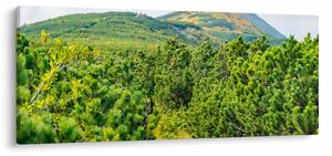 Kép - Babi Hora, Lengyelország (120x50 cm)