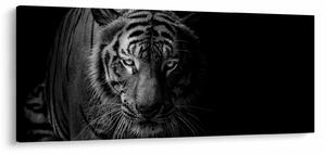 Egy vadtigris képe (120x50 cm)