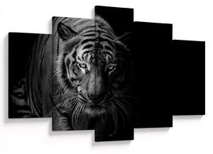 Egy vadtigris képe (150x105 cm)