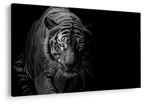 Egy vadtigris képe (90x60 cm)