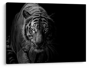 Egy vadtigris képe (70x50 cm)