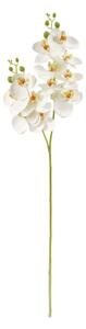 Orchidea fehér