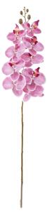 Orchidea pink