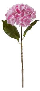Hortenzia pink