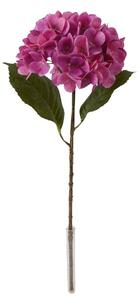 Hortenzia lila