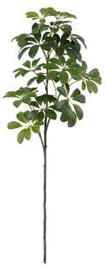 Schefflera