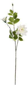 Chinese rose fehér