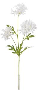 White Allium