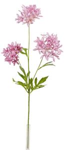 Pink Allium