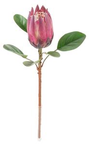 Protea BEAUTY
