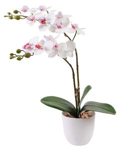 Cserepes orchidea fehér