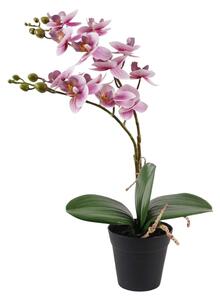 Cserepes orchidea lila