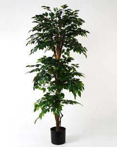Evergreen Classic Ficus