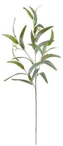 Yucca ág