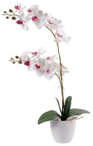 Lepkeorchidea fehér