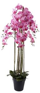 Orchidea 9 ágú pink