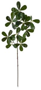 Pittosporum-ág