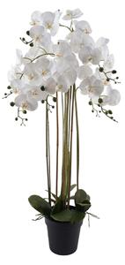 Orchidea 7 ágú fehér