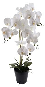 Orchidea 4 ágú fehér