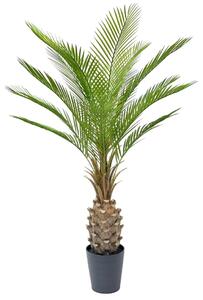 Datolyapálma Large