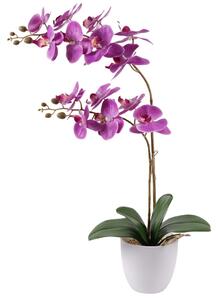 Cserepes orchidea rózsaszín