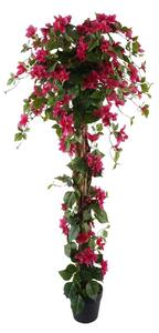 Bougainvillea