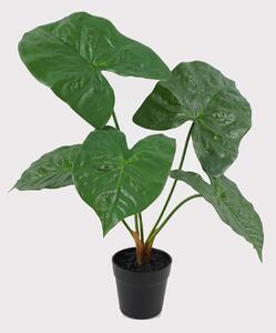 Alocasia Zöldszív