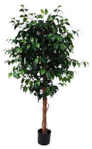 Evergreen Medium Ficus