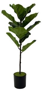 Ficus