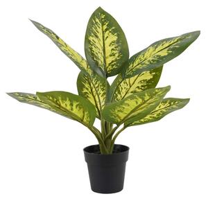 Dieffenbachia