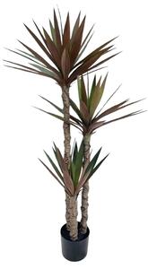 Yucca