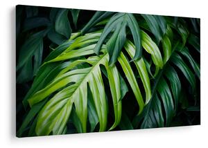 Kép - trópusi levelek (90x60 cm)