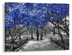 Kép - Kék fák, Central Park, New York (70x50 cm)