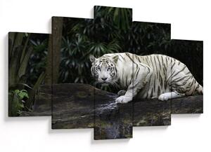 Kép - albínó tigris (150x105 cm)