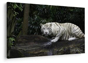 Kép - albínó tigris (90x60 cm)