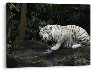 Kép - albínó tigris (70x50 cm)