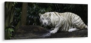 Kép - albínó tigris (120x50 cm)