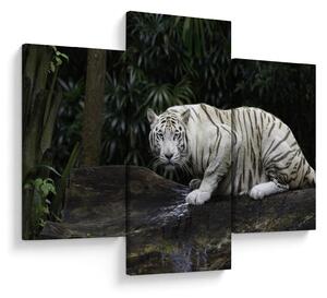 Kép - albínó tigris (90x60 cm)